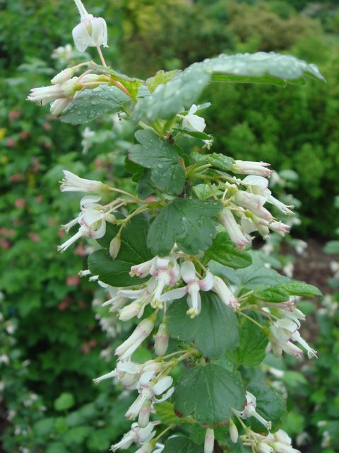 Ribes niveum fleur P20
